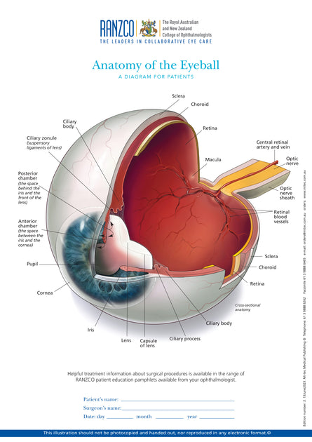 anatomy of the eyeball
