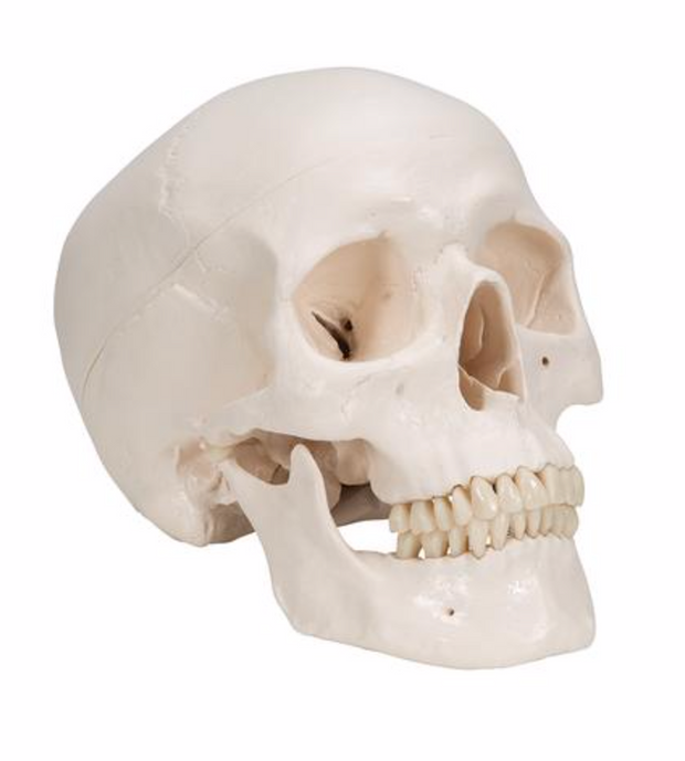 First-Class Human Skull