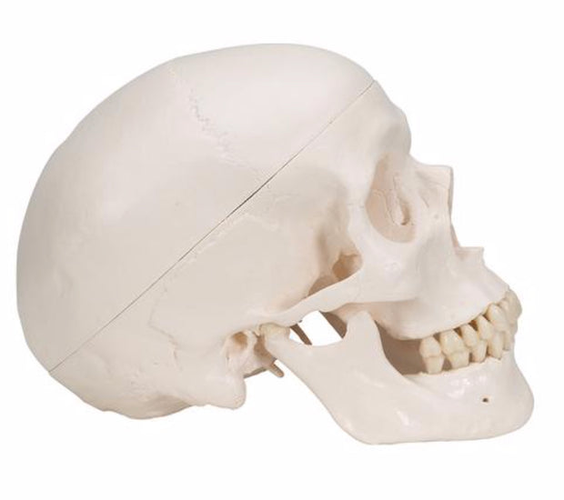 Classic Human Skull